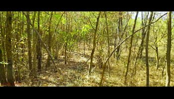 amouranth cartoon porn