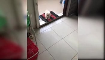 alexanda obosio pussy