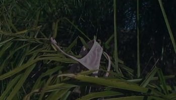 sex with sister and brother