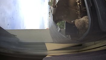 widow porn