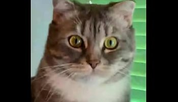 the craziest porn videos